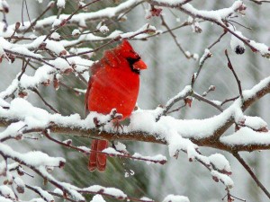 cardinal for blog